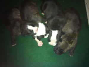 BluepittbullpuppiesmixedwithOldeEnglishBull